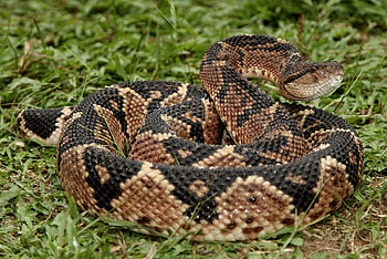 Bushmaster Snake, snake, animal, bushmaster, reptile HD wallpaper