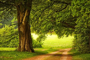 Greenery, beautifl, trees, road, beautiful, peaceful, countryside HD wallpaper