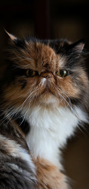 Calico, Persian Cats HD phone wallpaper