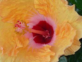 Peach Hibiscus, hibbiscus, nature, flowers, blooms HD wallpaper