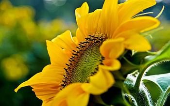 Plants, Sunflowers HD wallpaper