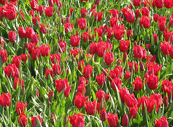 Flowers, Tulips, Greens, Flower Bed, Flowerbed HD wallpaper