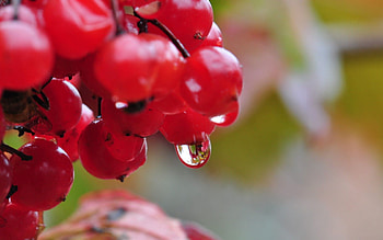 Nature, Drops, Macro, Berry, Viburnum HD wallpaper