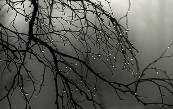 Rain, trees, nature, tree HD wallpaper
