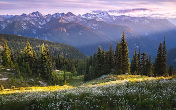 Mountain Meadow, trees, meadow, nature, mountains HD wallpaper