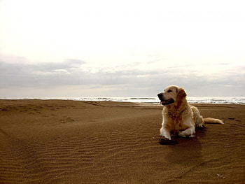 Animals, Landscape, Dogs, Beach HD wallpaper