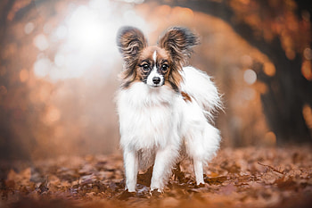 Papillon Dog, Graceful breed, Leaves backdrop, Nature-inspired HD wallpaper