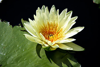 Flowers, Water, Close-Up, Leaflet, Water Lily HD wallpaper