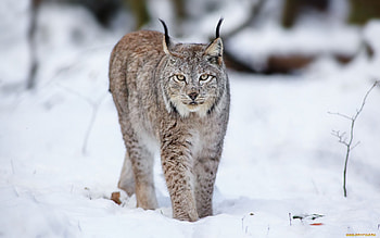 Animals, Winter, Snow, Bobcats HD wallpaper