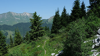 White Flowers Bushes Spruce Trees Trail Stones Forest Mountains Blue Sky Background Nature HD wallpaper