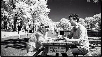 Poker Paws: Dogs vs Humans —, Humor, Park, Picnic Table HD wallpaper