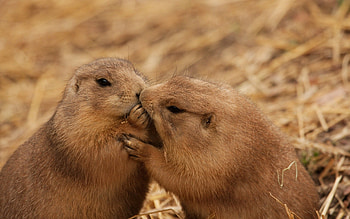 Animals, Couple, Pair, Care, Kiss, Beavers HD wallpaper