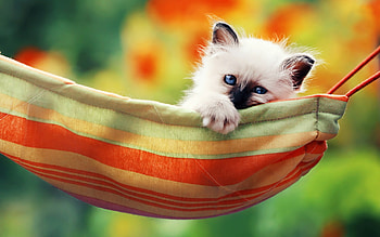 Kitten, vara, colorful, cute, cat, hammock, summer, pisici, green, yellow, red, paw HD wallpaper
