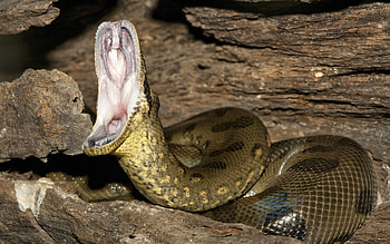 Anaconda, Ultra , , Hintergrnde HD wallpaper