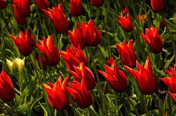 Flowers, Tulips, Flower Bed, Flowerbed, Royal HD wallpaper