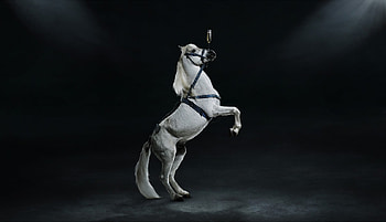 Balance, glass, arabian, horses, grey HD wallpaper