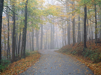 Alley, Nature, Trees, Road, Park, Fog, Path, Trail, Mystery, Secret HD wallpaper