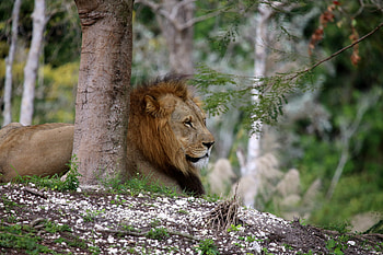 Animals, Wood, Tree, Branch, Lion, Big Cat HD wallpaper