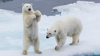 Arctic wonders, Icy kingdom, Polar bear royalty, Magnificent visuals HD wallpaper