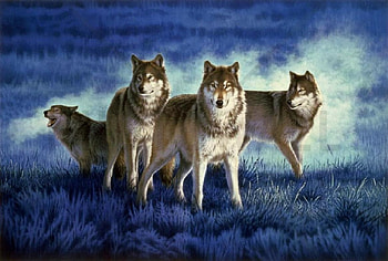 'The hunters'......, wild, wolves, animals, wolf pack HD wallpaper