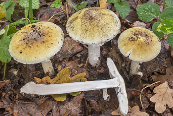 Dissected death cap, Mushrooms amanita, West from Russia, Scientific study HD wallpaper