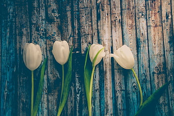 White tulips arranged against a rustic wooden texture, evoking a serene spring atmosphere. HD wallpaper