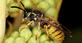 Pollen, Wasp HD wallpaper