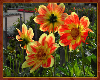Dahlias, flowers HD wallpaper
