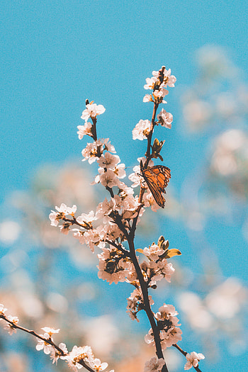 Flowers, Macro, Branch, Butterfly HD phone wallpaper