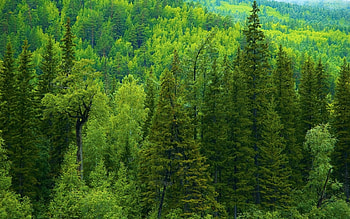 Landscape, Trees HD wallpaper