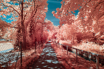 Autumn graphy , graphy, behance, autumn HD wallpaper