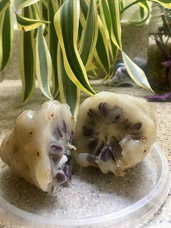 Noni Fruit, Caribbean fruit, St John villas, Starvation fruit HD phone wallpaper