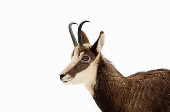 chamois , Stunning backgrounds, High-resolution , Alpine elegance HD wallpaper