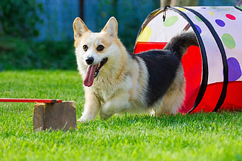 Welsh Corgi Pembroke, Dog Sports HD wallpaper