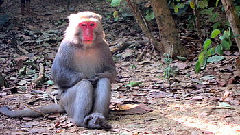 The posture of decency, monkey, posture, decency, mountain HD wallpaper