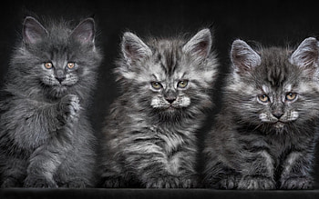Kittens, animal, kitten, grey, cute, cat, funny, maine coon HD wallpaper