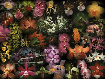 Wall Orchids, wall, flowers, art, orchids HD wallpaper