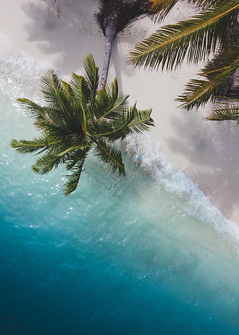 Nature, Sea, View From Above, Coast, Palm, Branches HD phone wallpaper