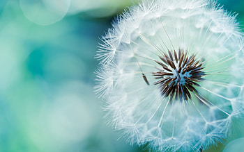 Plants, Dandelions HD wallpaper