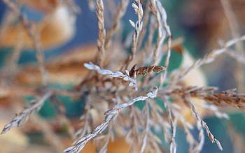Plants HD wallpaper