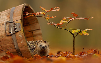 Animals, Hedgehogs HD wallpaper