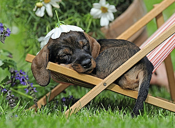 Charming dachshund, summer, puppy, dachshund, flower, green, cute, funny, sleep HD wallpaper