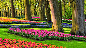Park, Flower Garden HD wallpaper