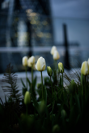 Flowers, Tulips, Flower Bed, Flowerbed, Buds HD phone wallpaper