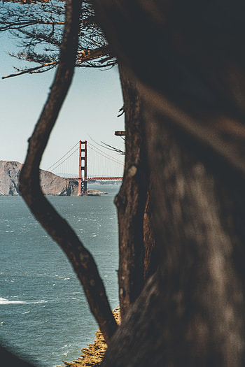 Nature, Sea, Rocks, Wood, Tree, Bridge HD phone wallpaper