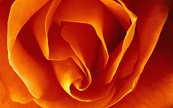 Plants, Flowers, Background, Roses HD wallpaper