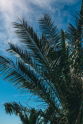 Nature, Sky, Leaves, Palm, Branches HD phone wallpaper
