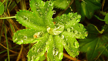 Grass, Background, Drops, Plant, Macro HD wallpaper