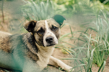 Animals, Dog, Muzzle, Blur, Smooth HD wallpaper