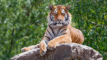 Tiger animals, Big cats, Stone , Resolution id1260700 HD wallpaper